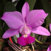 C. walkeriana 'Jungle Queen'