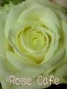 rose1
