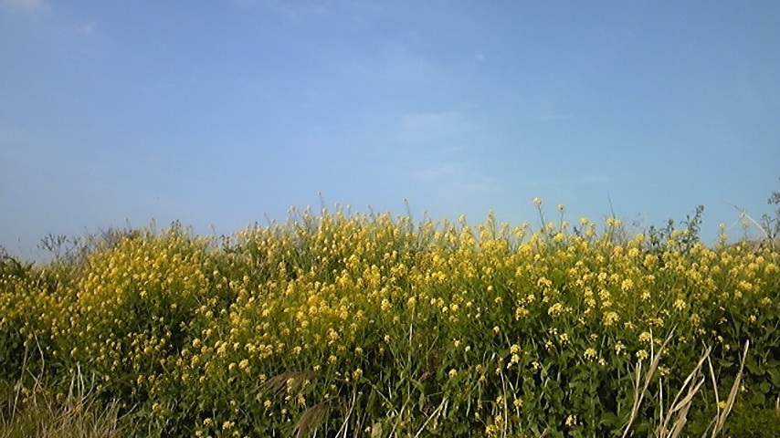 菜の花.jpg