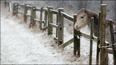 snow horse.jpg