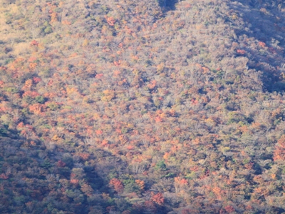 山肌の木々は紅葉♪