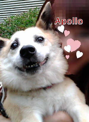 apollo.JPG