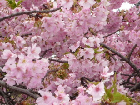 河津桜