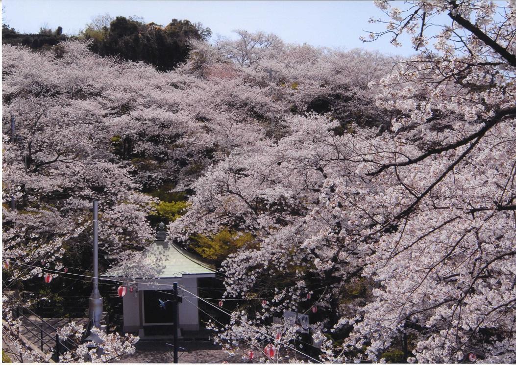 ウエノ公園の桜