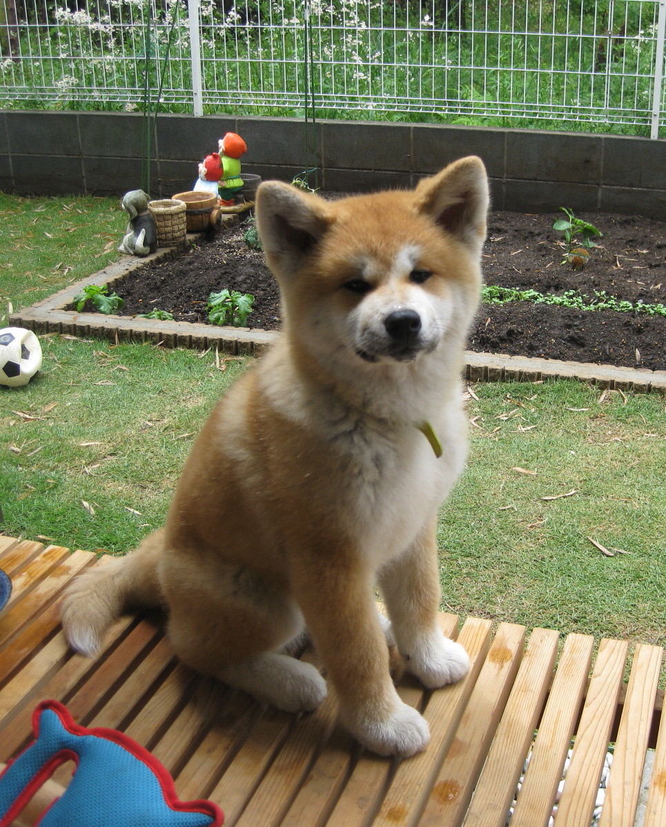 秋田犬さっちゃん妊娠確認 秋田犬の親子 咲月と美菜は室内犬です 楽天ブログ