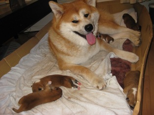 秋田犬さっちゃん 赤ちゃんを置いて久しぶりの散歩 秋田犬の親子 咲月と美菜は室内犬です 楽天ブログ