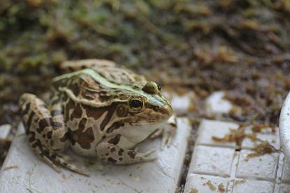 トノサマガエル