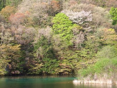 新緑とダム湖