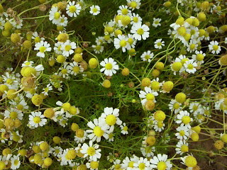 ハーブガーデン カモミール
