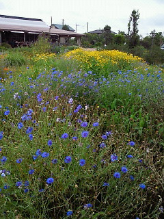 ハーブガーデン １