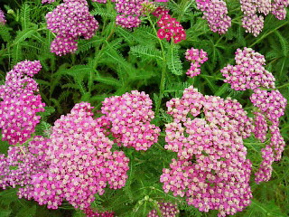 ハーブガーデン　３