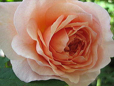 ４・・・ウィリアム