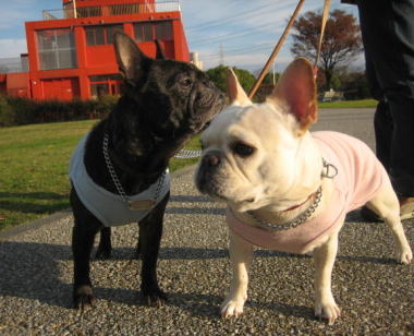 ２２・・・お散歩２