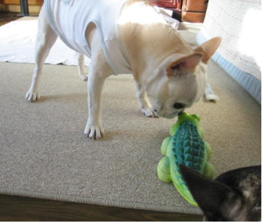 ２２・・・わにあそび