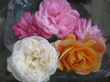 ２２・・・収穫