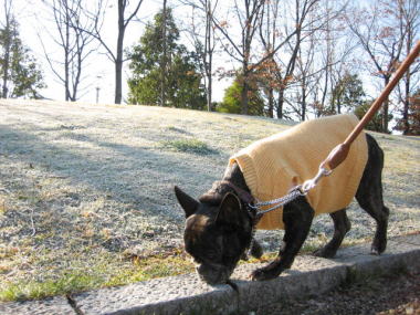 ９・・・お散歩