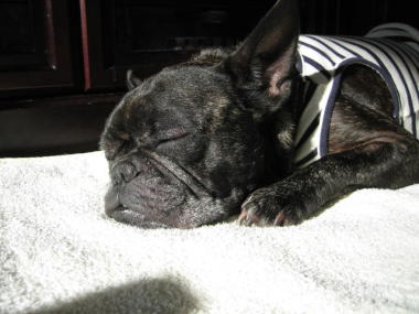 ９・・・ひなた