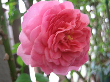 １１・・・クリストファマーロー