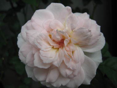 １１・・・シャリファ