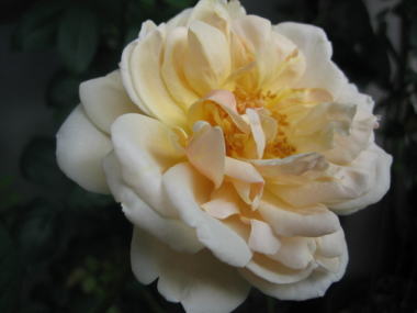 １１・・・ジュードジオブスキュア