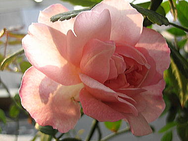 １８・・・イレーヌ