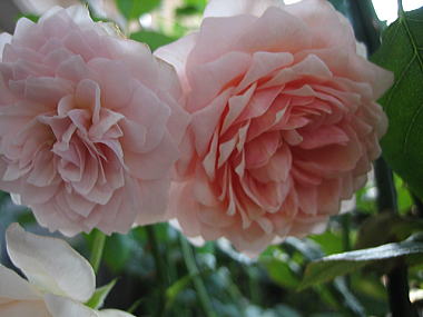 １２・・・ウィリアムＭ