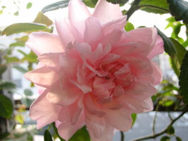 １９・・・イレーヌ