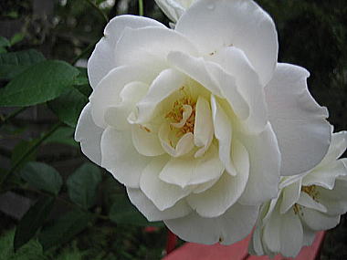 １７．。。アイスバーグ