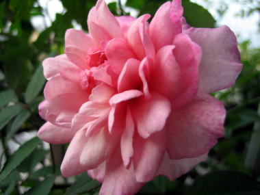 １３・・・イレーヌワッツ