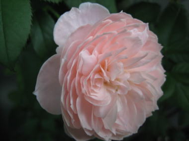 １３・・・ナエマ１