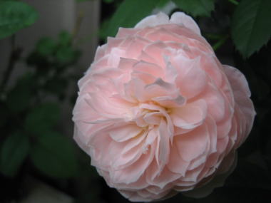 13・・・ナエマ２