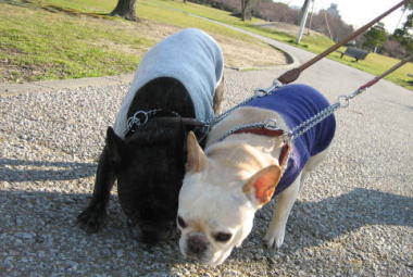 ２７・・・お散歩３０