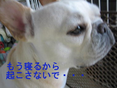 ２３・・・ねもい２