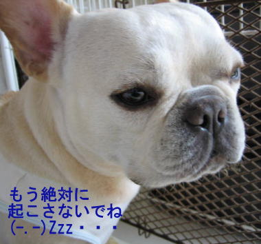 ２３・・・ねもい５