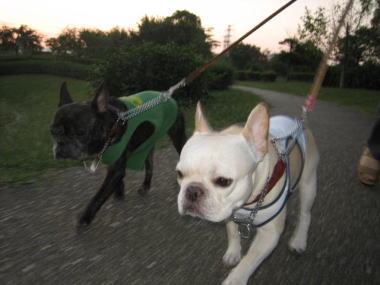 ４・・・おさんぽ５