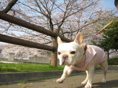 ６・・・お散歩６