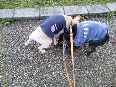 ５・・・お散歩