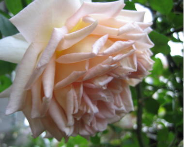 ０９・５　ジャネット