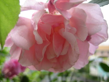 ０９・５オールドブラッシュ