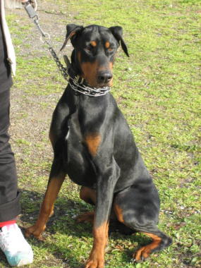 ４・・・ランディ君