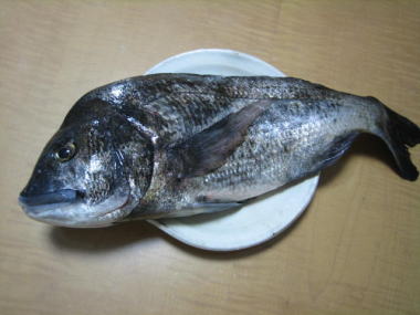 ４・・・黒鯛１