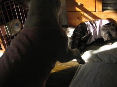 ２３・・・どいて１