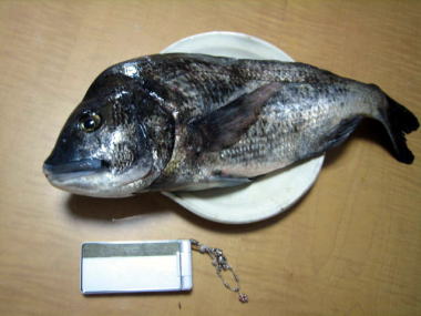 ４・・・黒鯛３