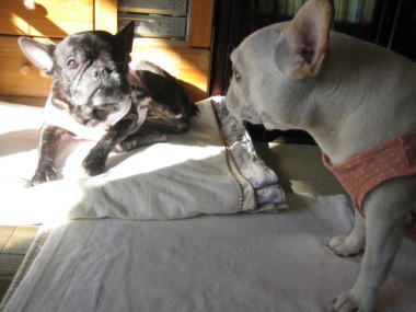 ２３・・・どいて２