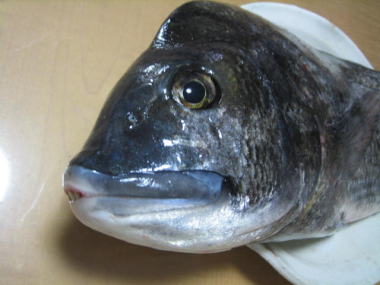 ４・・・黒鯛４
