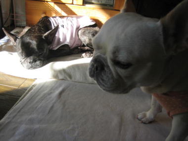 ２３・・・どいて４