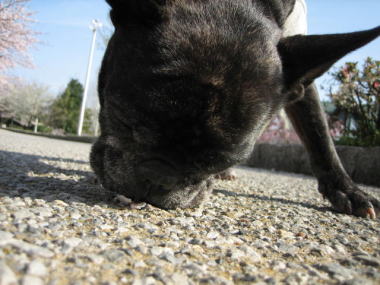 ４・・・ぱくっ！！