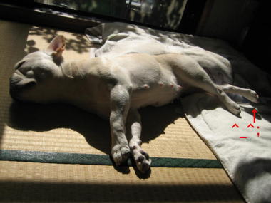 ２３・・・ひなた１