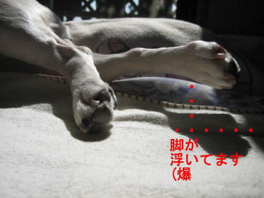 ２３・・・ひなた２