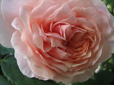 ５・・・ウィリアム